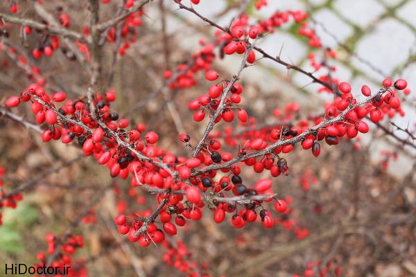 Barberry (12)