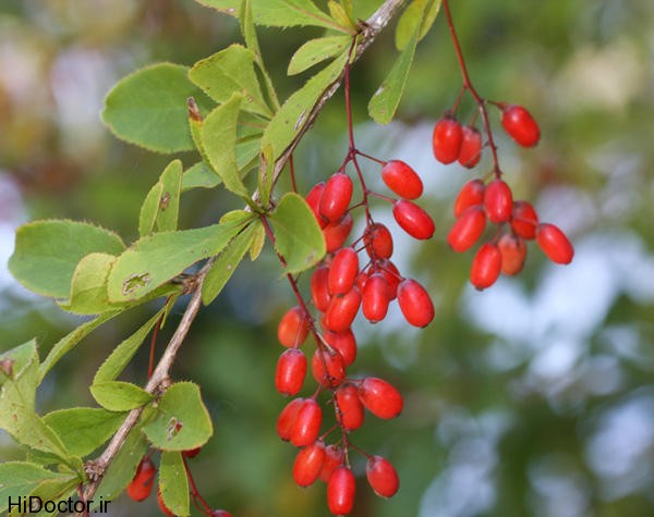 Barberry (3)