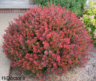 Barberry (4)