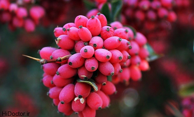 Barberry (9)