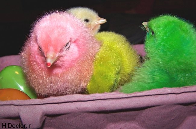 chicks-popup