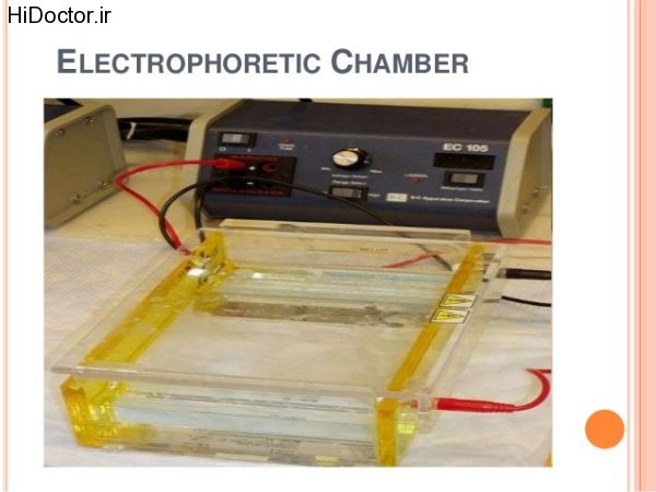electrophoresis chamber (13)