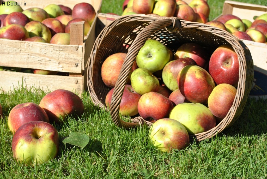 pommes cueillette