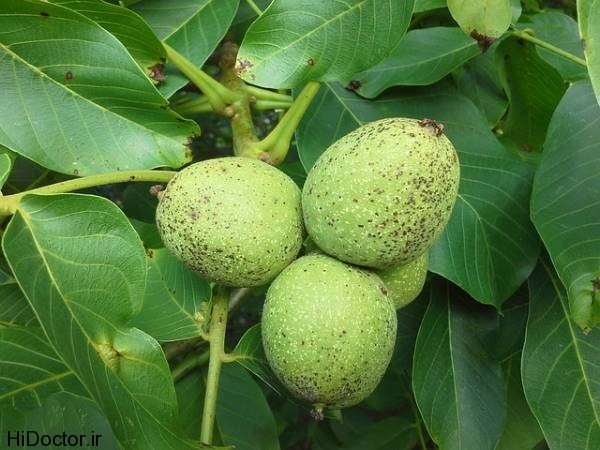 walnut (7)