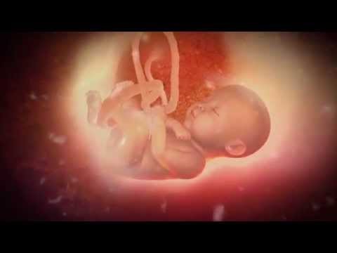 whats-happens-in-the-womb-journey-from-conception-to-birth