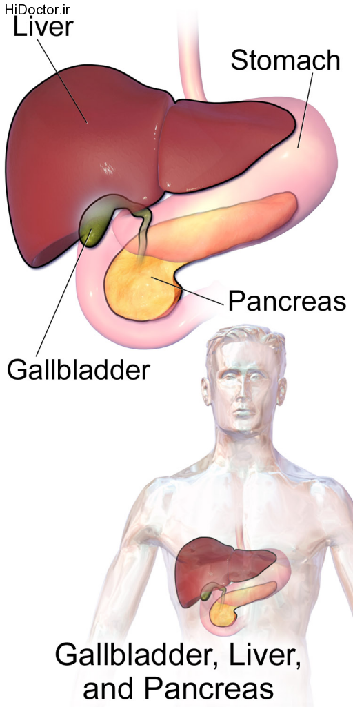 Gallbladder