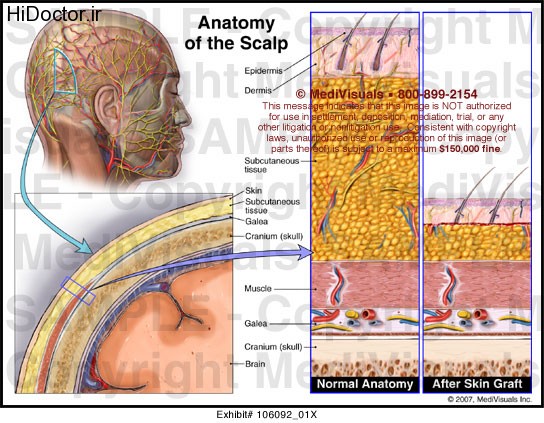 anatomy-scalp