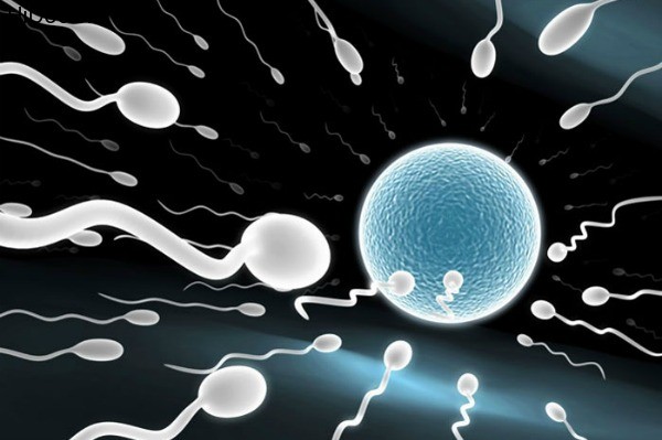 sperm_meeting_egg