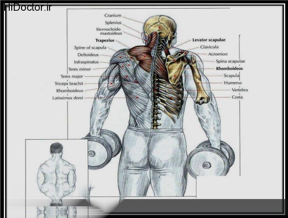 DUMBBELL SHRUGS