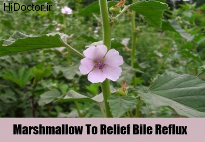 Marshmallow-To-Relief-Bile-Reflux
