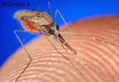 Mosquito-Steve-Dale-killing-mosquitoes-624x431