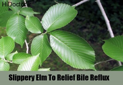 Slippery-Elm-To-Relief-Bile-Reflux