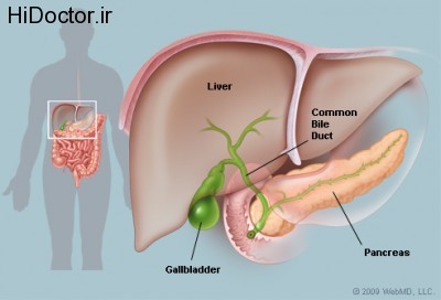 gallbladder