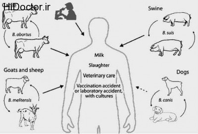transmission-bovine-tuberculosis-and-brucellosis