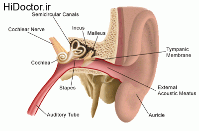 راهیابی عفونت گوش به سمت مغز . 1