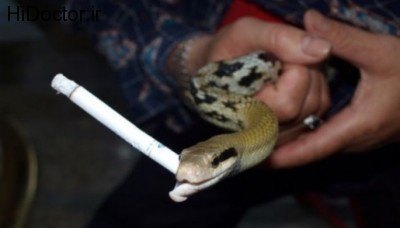 po-the-smoking-snake