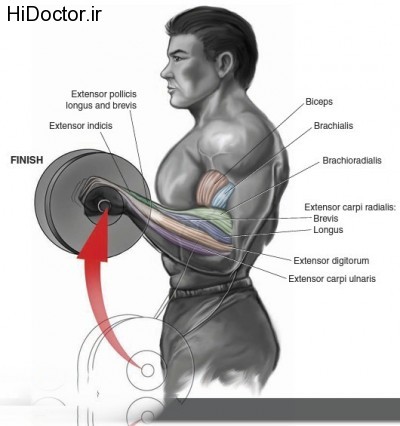 reverse-barbell-curl