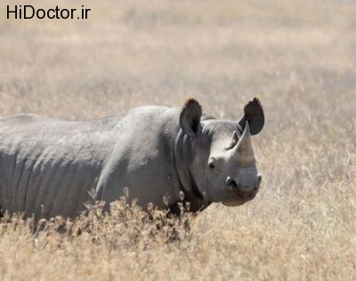 rhino8