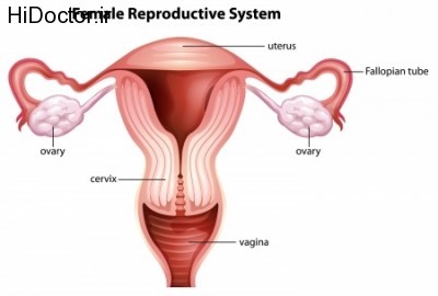 Female-Reproductive-System-Blog-Image