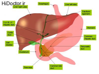 Anatomy_of_liver_and_gall_bladder