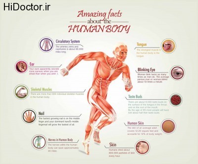 [عکس: amazing-facts-about-the-human-body_535a0..._w1500.jpg]