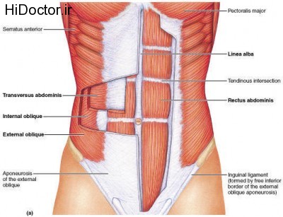 outer_core_muscles