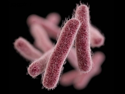 shigella-bacteria