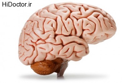 نقش مغز در زیاده روی در خورد و خوراک 1