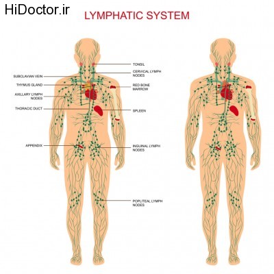 lymphatic-system-1024x1024
