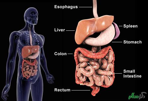 getty_rm_photo_of_digestive_system_illustration