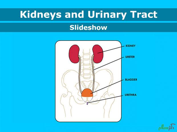 Kidney-enSS-1