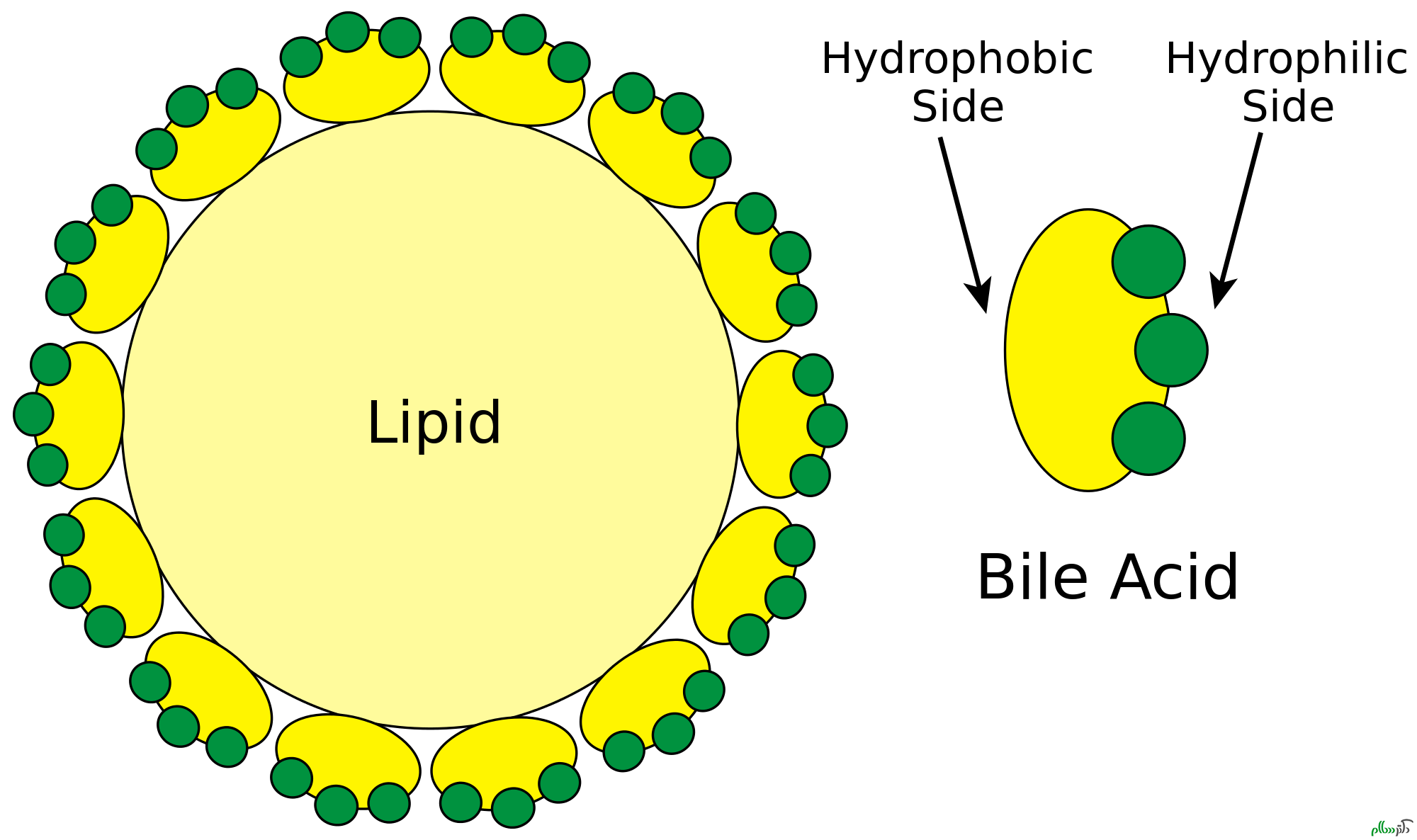 Lipid_and_bile_salts.svg