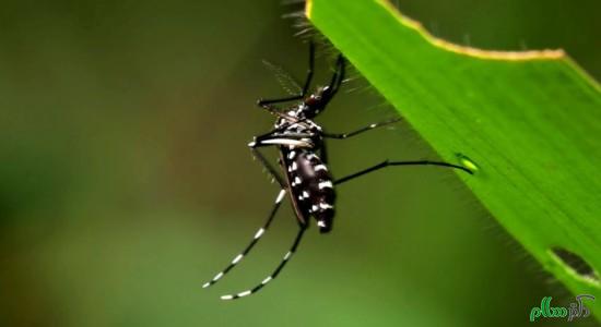 Período-chuvoso-e-quente-é-propício-para-proliferação-do-Aedes-aegypti-550x300