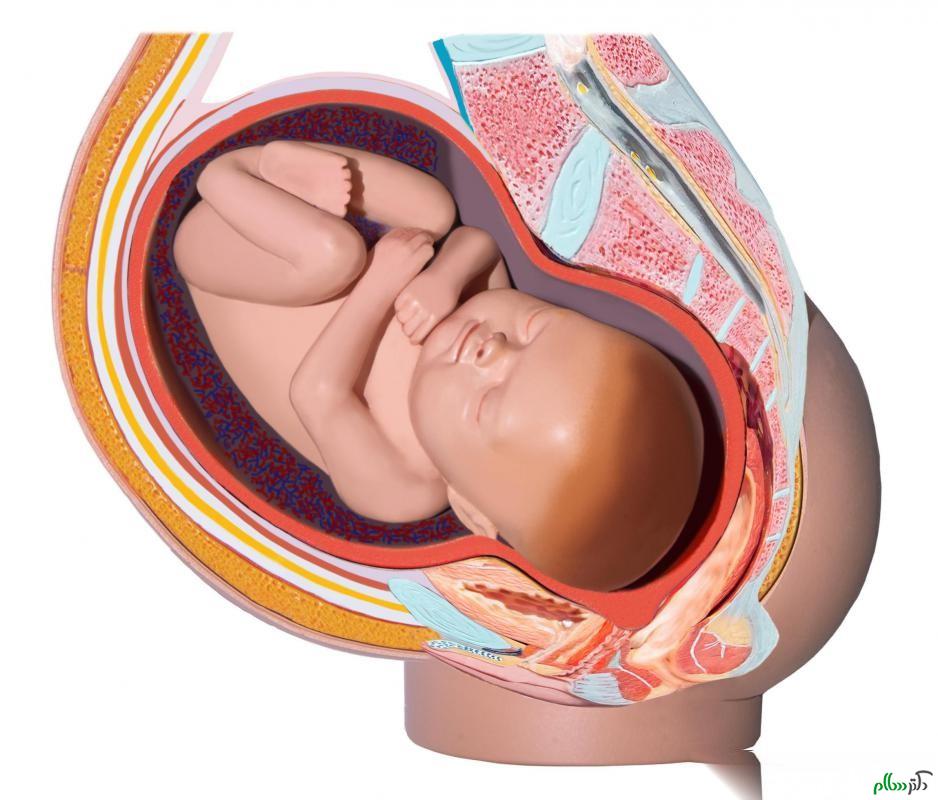 baby-in-womb