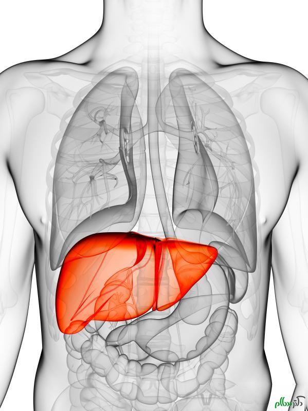 drawing-of-a-mans-liver-and-its-placement-in-the-body