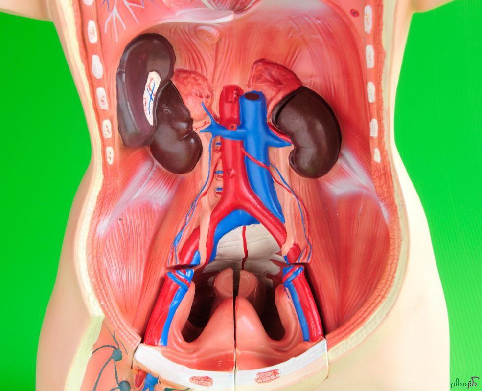 kidneys-and-liver