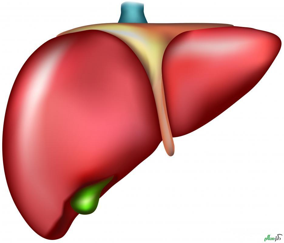 liver