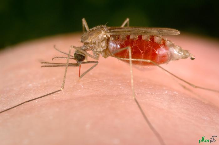 شناسایی 37 مورد مالاریا در هرمزگان