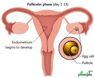 pysiology-menstrual-follicular-phase
