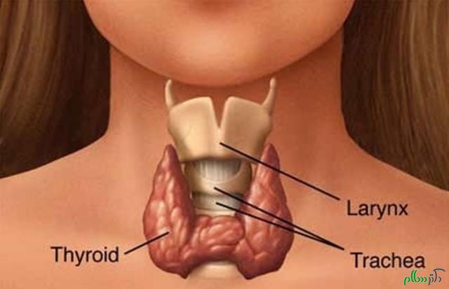 thyroid-e1377016440561