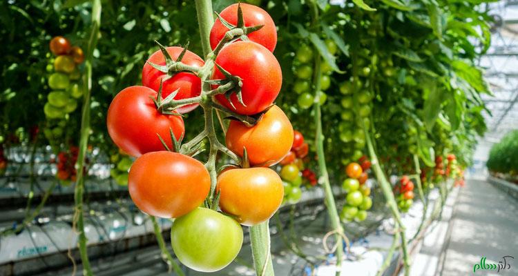 tips-for-growing-tomatoes