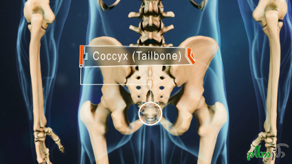 1-scaled-coccyx-labeled