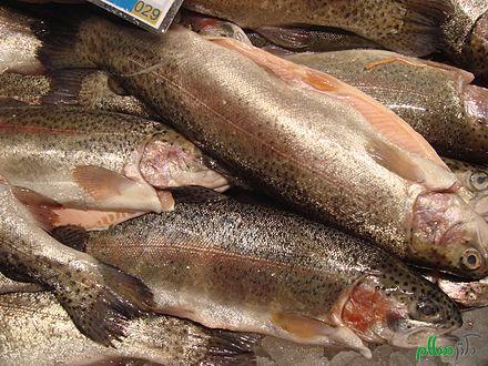 440px-rainbow-trout-in-market