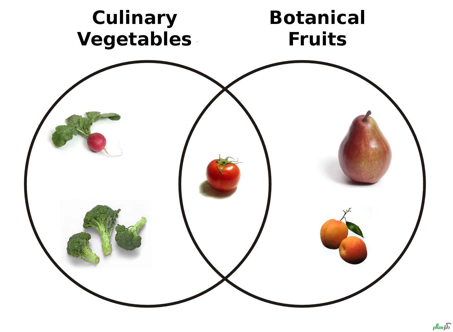 botanical_fruit_and_culinary_vegetables