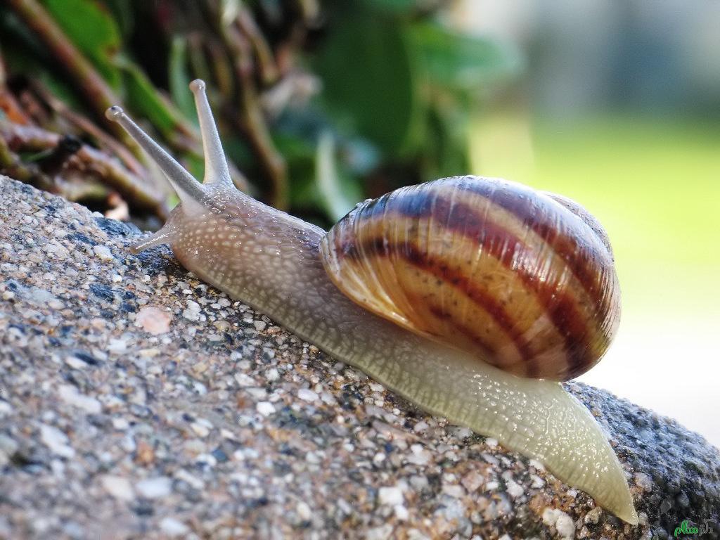 snail