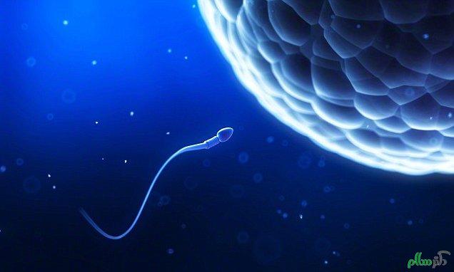 03 Nov 2014 --- Human sperm and egg, computer illustration. --- Image by © SEBASTIAN KAULITZKI/Science Photo Library/Corbis