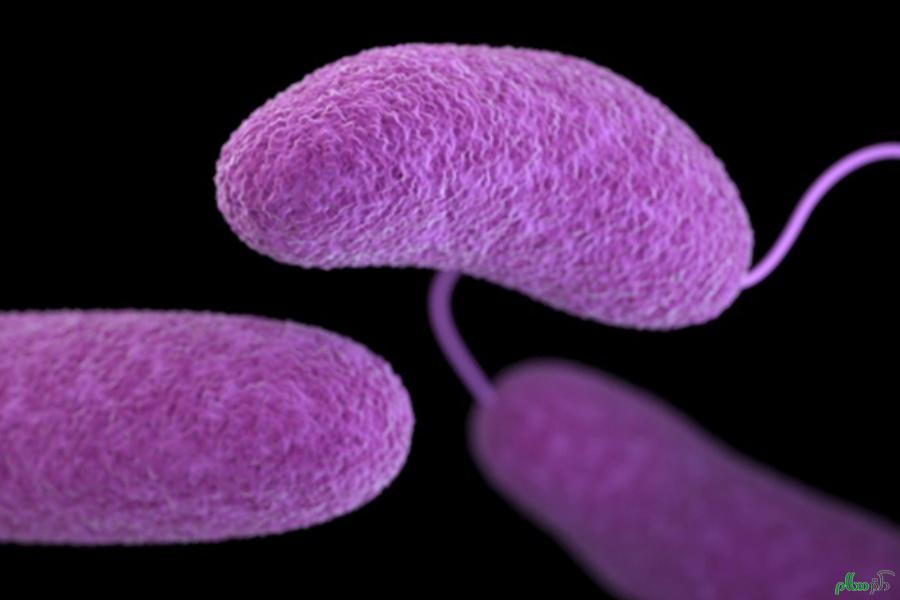 vibrio-bacteria