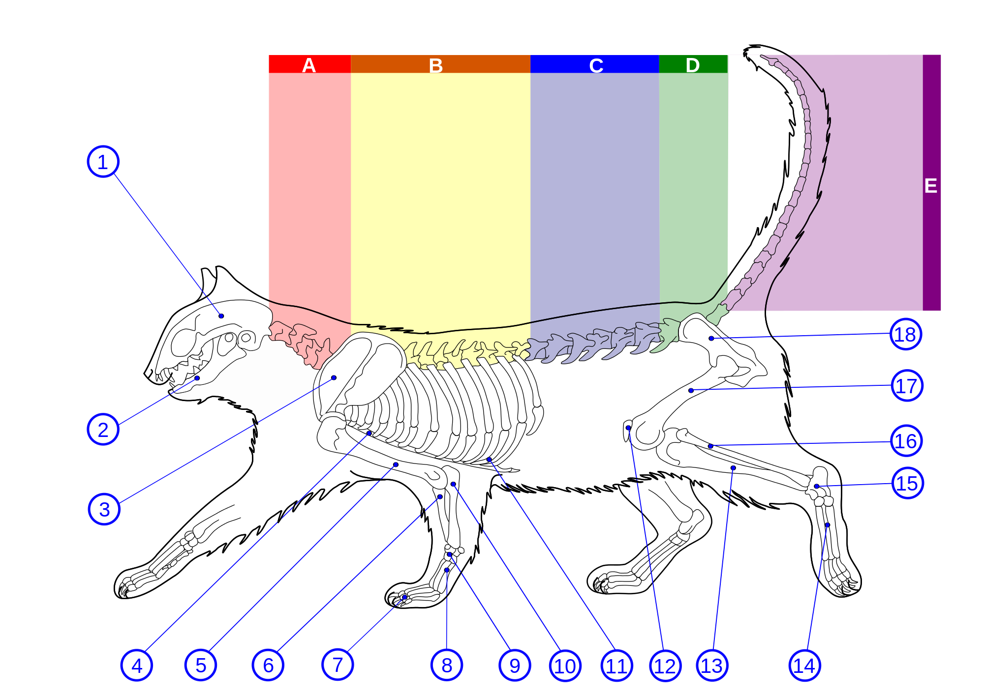 2000px-skeleton_diagram_of_a_cat-svg