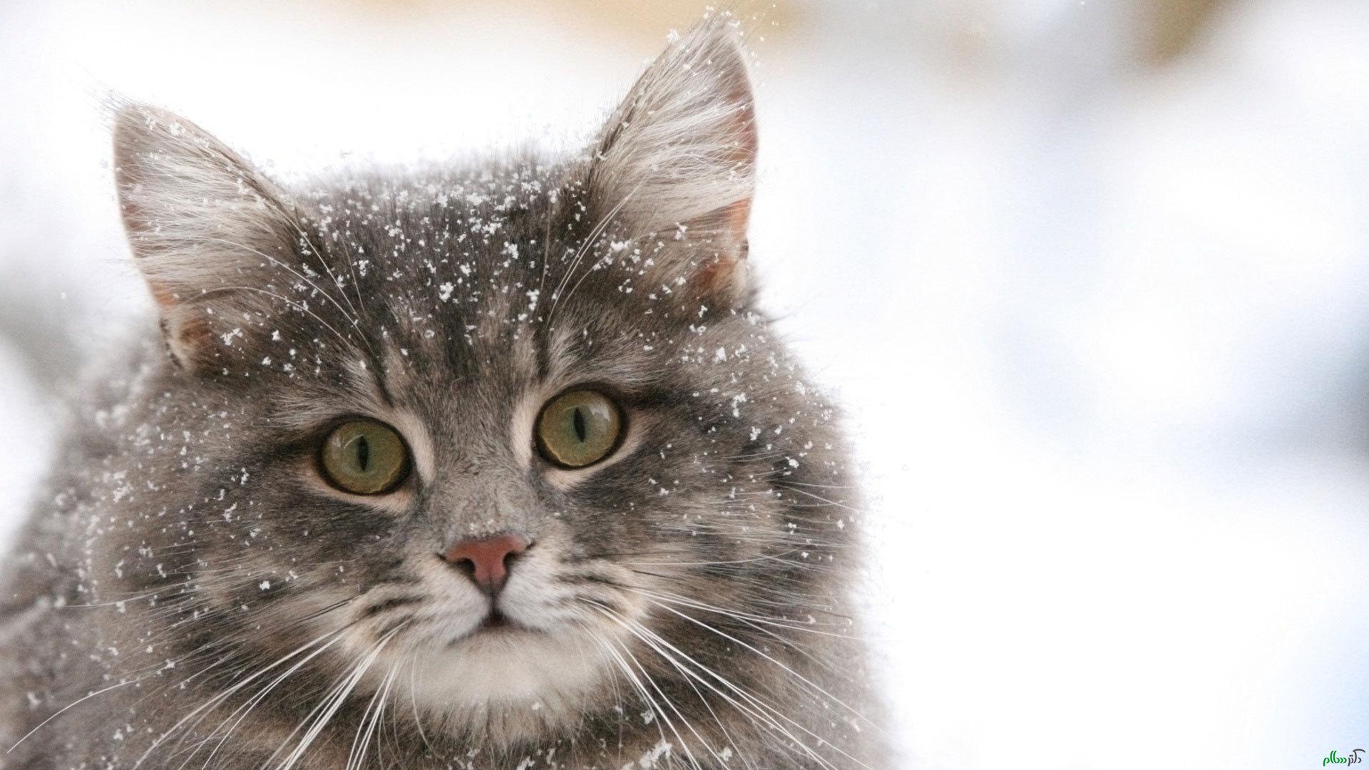 animals___cats_siberian_cat_in_the_snow_045078_
