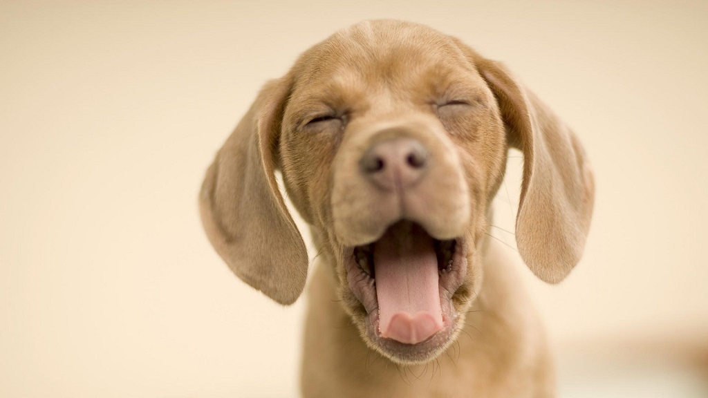 علل متفاوت گرفتگی صدا در سگ